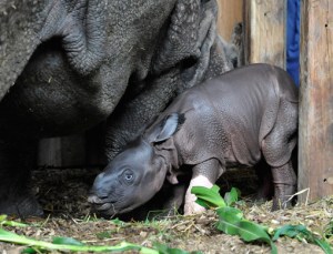 rinoceronte zoologico basilea