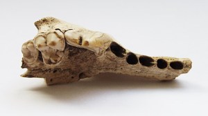 Fragmento perro antiguo mundo