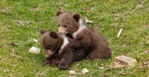Parque de los Osos en Berna