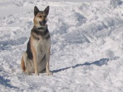 perro en nieve Rocky