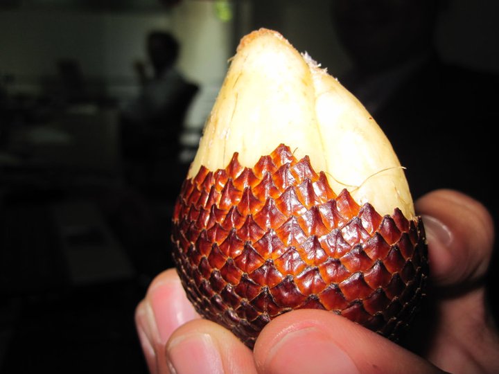 El durián la fruta más olorosa del mundo Indonesia