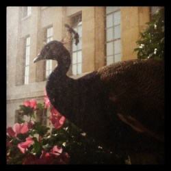 pavos reales en la ONU