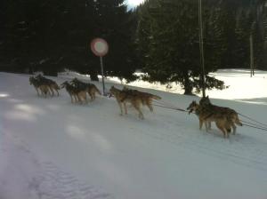 Trineo de perros en la región de St Cergue en Nyon Suiza en donde las temperaturas continúan descendiendo Trineo de perros en la región de St Cergue en Nyon Suiza en donde las temperaturas continúan descendiendo