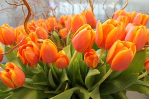 Tulipanes por todos lados esta semana en el Aeropuerto de Ginebra - Foto de Geneve Aeroport