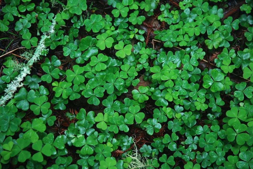 Shamrocks, tréboles foto de K Connor