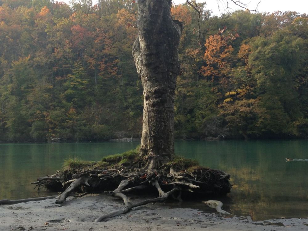 Creature from the deep